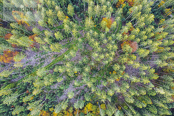 Landschaft mit Herbstbäumen im Schwäbisch-Fränkischen Wald  Deutschland