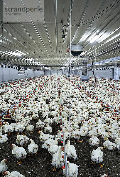 Herde weißer Hühner in beleuchteter Fabrik