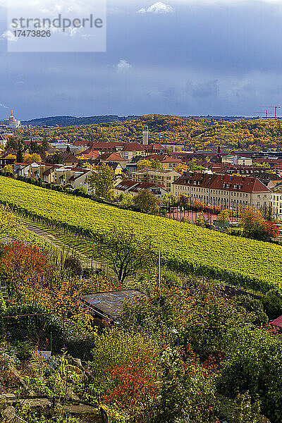 Deutschland  Bayern  Würzburg  Grombuhler Weinberge im Herbst mit Stadthäusern im Hintergrund