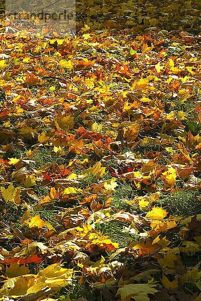 Gefallene Herbstblätter auf Gras an einem sonnigen Tag