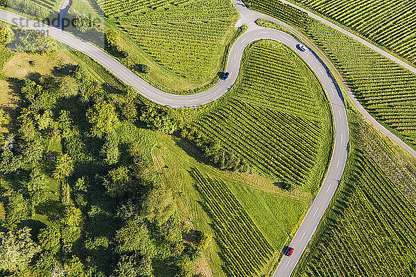 Luftaufnahme einer Landstraße  die sich zwischen grünen Sommerweinbergen schlängelt