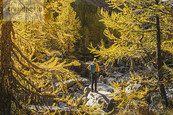 Männlicher Wanderer mit Rucksack steht an sonnigen Tagen auf einem Felsen im Wald