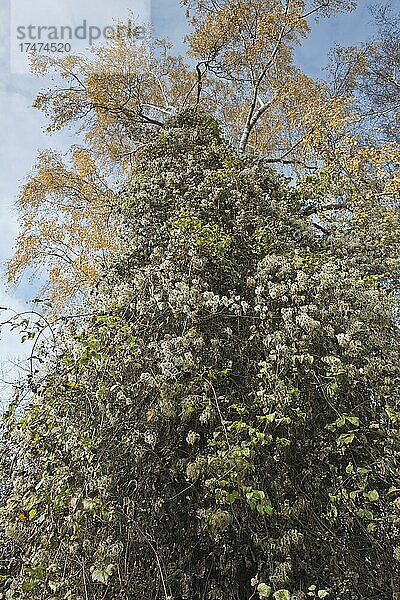 Mit Clematis (Clematis vitalba) bewachsene Birke (Betula pendula)  Baden-Württemberg  Deutschland  Europa