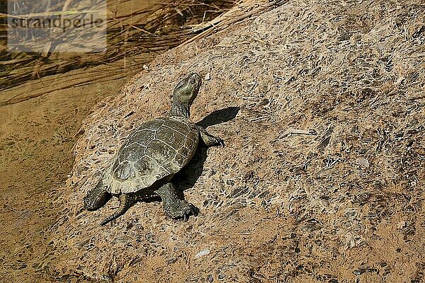 Wasserschildkröte an Land  Flussschildkröte auf Felsen  Andalusien  Spanien  Europa