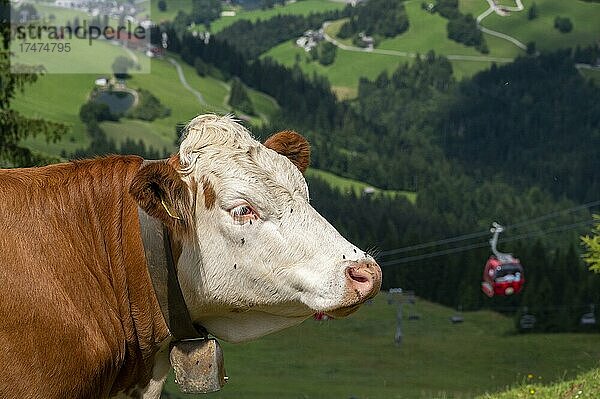 Kuh (Bos taurus)  Porträt  Bergbahn Söll  Söll  Tirol  Österreich  Europa
