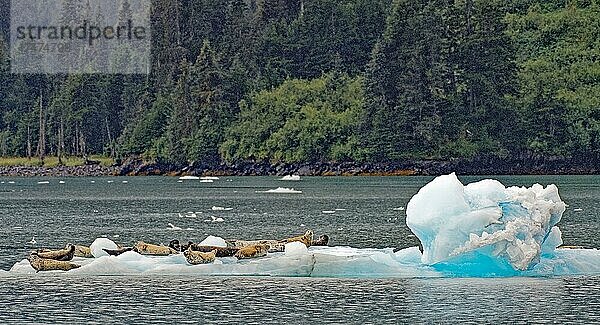 Seehunde (Phoca vitulina) liegen auf treibender Eisscholle  hinten Regenwaldküste  Prince William Sound  Südost-Alaska  Alaska  USA  Nordamerika
