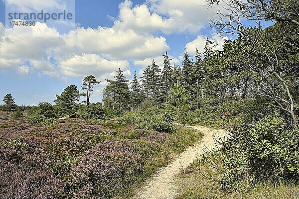 Blühendes Heidekraut (Erica) im Naturschutzgebiet Amrumer Dünen  Amrum  Nordfriesische Insel  Nordfriesland  Schleswig-Holstein  Deutschland  Europa