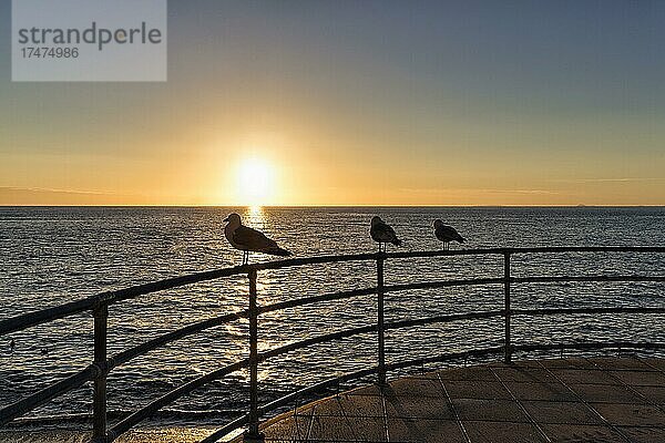 Drei Möwen auf einem Geländer  Silhouetten bei Sonnenuntergang  Cardigan Bay  Aberystwyth  Ceredigion  Wales  Großbritannien  Europa