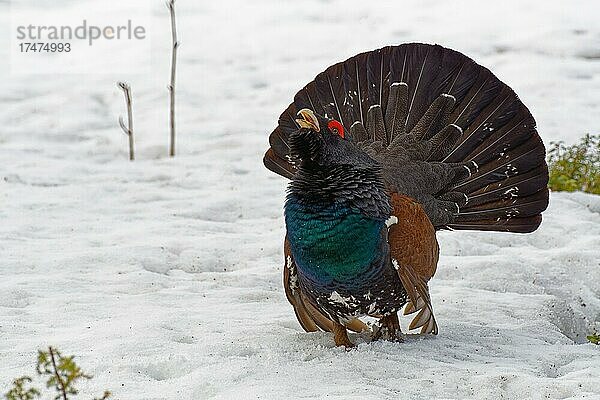 Auerhahn (Tetrao urogallus)  balzt im Schnee  in höchster Erregung  aufgefächerter Stoß  Schnabel geöffnet  Vorderansicht  Finnland  Europa