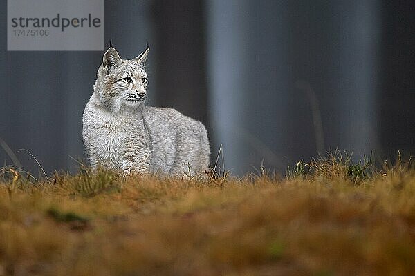 Europäischer Luchs (Lynx lynx)  in einem Wald  Tierporträt  Tschechien  Europa