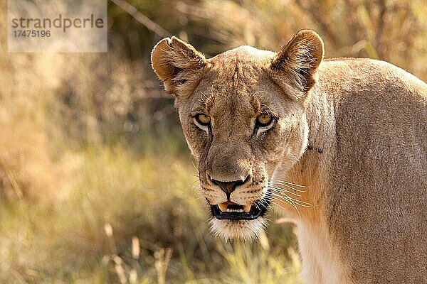 Junge Löwin im Busch (Panthera Leo)  Safari  Südafrika