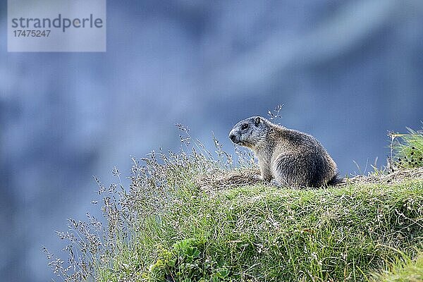 Murmeltier (Marmota marmota)  hält Ausschau  Nationalpark Hohe Tauern  Kärnten  Österreich  Europa