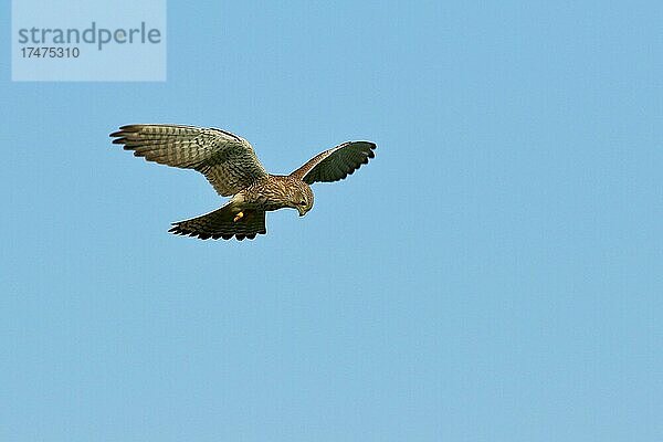 Turmfalke (Falco tinnunculus)  im Rüttelflug  Xanten  Niederrhein  Nordrhein-Westfalen  Deutschland  Europa