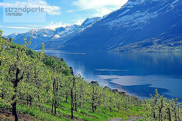 Obstbäume  Fjord und schneebedeckte Berge  Hardangerfjord  Lofthus  Skandinvien  Norwegen  Europa