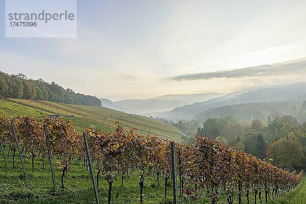 Weinberge im Herbst bei Winnenden  Baden-Württemberg  Deutschland  Europa