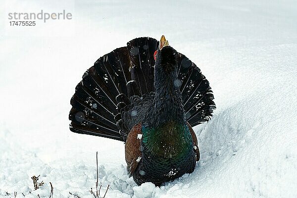 Auerhahn (Tetrao urogallus)  balzt im Schnee  in höchster Erregung  aufgefächerter Stoß  streckt Hals nach oben  Schnabel geöffnet  Vorderansicht  Finnland  Europa