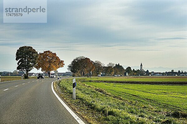 Herbstliche Wiesen und Landstraße bei Schlingen  Allgäu  Bayern  Deutschland  Europa