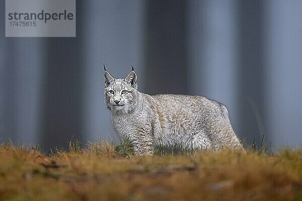 Europäischer Luchs (Lynx lynx)  in einem Wald  Tschechien  Europa