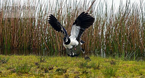 Zwei Kiebitze (Vanellus vanellus) bei der Paarung  Vorderansicht  Männchen mit abgespreizten Flügeln  Oberbayern  Bayern  Deutschland  Europa