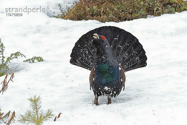 Auerhahn (Tetrao urogallus)  balzt im Schnee  in höchster Erregung  aufgefächerter Stoß  Schnabel geöffnet  Vorderansicht  Finnland  Europa