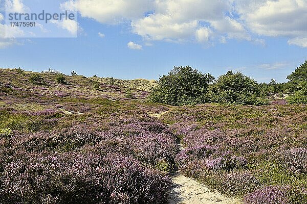 Blühendes Heidekraut (Erica) im Naturschutzgebiet Amrumer Dünen  Amrum  Nordfriesische Insel  Nordfriesland  Schleswig-Holstein  Deutschland  Europa