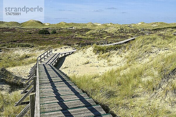 Bohlenwege mit Trepoen im Dünengebiet bei Norddorf  Amrum  Nordfriesische Insel  Nordfriesland  Schleswig-Holstein  Deutschland  Europa