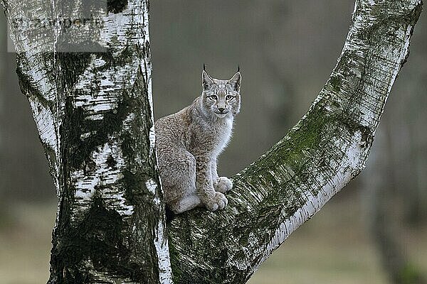 Europäischer Luchs (Lynx lynx)  steht auf einem Ast  Tschechien  Europa