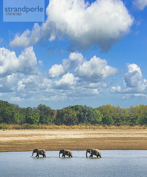 Drei Elefanten überqueren einen Fluss  Elefanten im Wasser mit blauem Himmel  Elefanten überqueren den Fluss am Luangwa  Sambia  Afrika