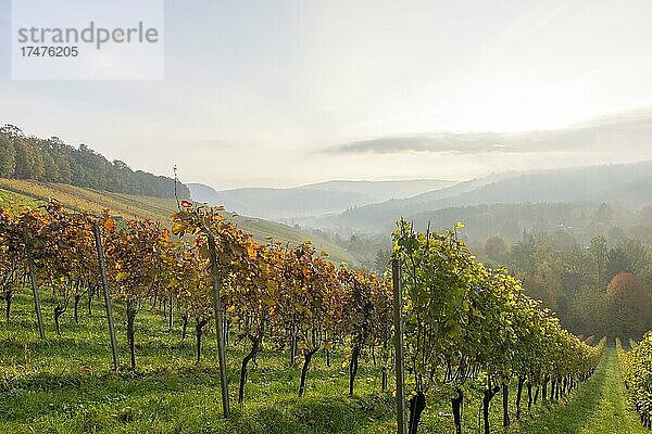 Weinberge im Herbst bei Winnenden  Baden-Württemberg  Deutschland  Europa