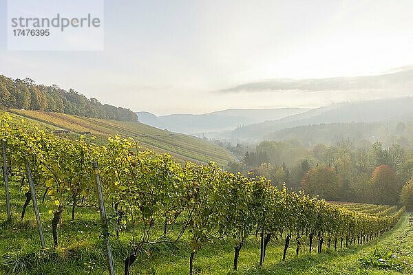 Weinberge im Herbst bei Winnenden  Baden-Württemberg  Deutschland  Europa