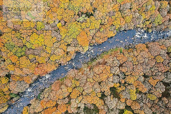 Blick von oben auf den Fluss Dart und den Wald aus einer Drohne in Herbstfarben  Dartmoor Park  Devon  England  Großbritannien  Europa