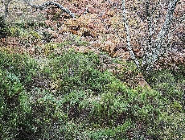 Wald am Loch Maree  Highlands  Schottland  Achnasheen  Schottland  Großbritannien  Europa