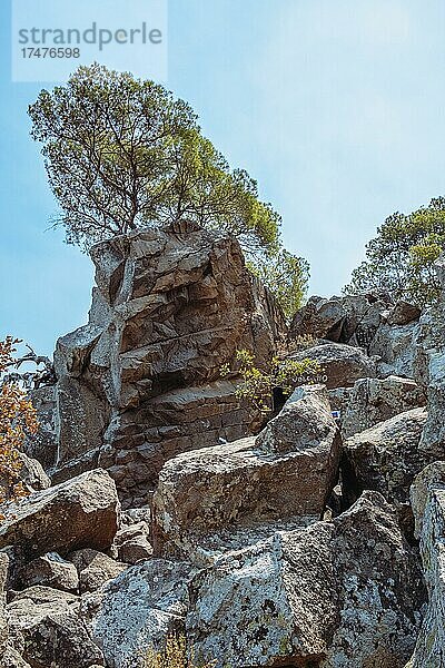 Bäume auf dem Trümmerfeld des Methana-Vulkans  Halbinsel des Methana-Vulkans  Peleponnes  Griechenland  Europa