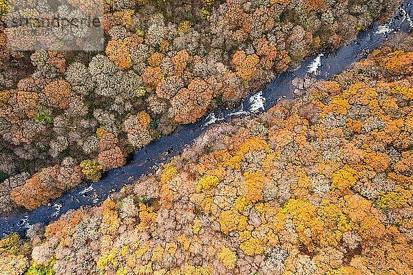 Blick von oben auf den Fluss Dart und den Wald aus einer Drohne in Herbstfarben  Dartmoor Park  Devon  England  Großbritannien  Europa
