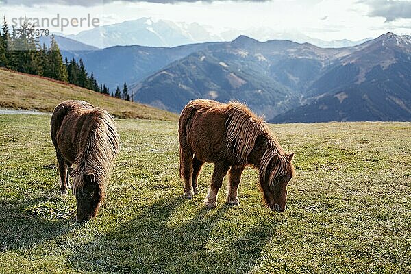 Ponys grasen nahe der Schönleitenhütte  Großer Asitz  Saalbach  Österreich  Europa