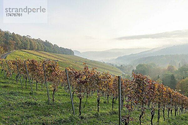 Weinberge im Herbst bei Winnenden  Baden-Württemberg  Deutschland  Europa