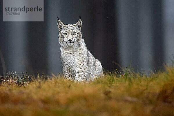 Europäischer Luchs (Lynx lynx)  in einem Wald  Tierporträt  Tschechien  Europa