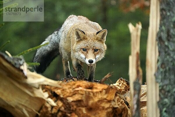 Rotfuchs (Vulpes vulpes) gehend auf einem Baumstamm  Tschechien  Europa
