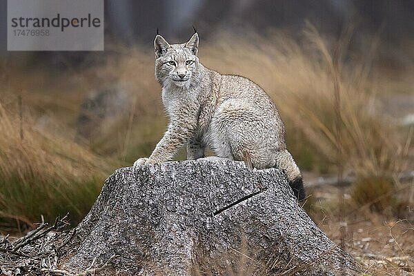 Europäischer Luchs (Lynx lynx)  auf einem Baumstamm in einem Wald  Tschechien  Europa