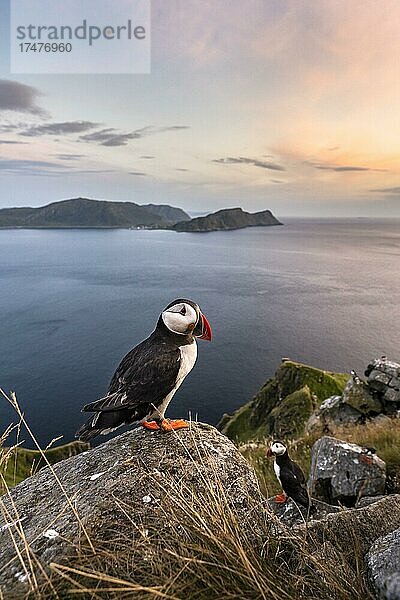 Papageitaucher (Fratercula arctica) steht auf Fels  Insel Runde  Norwegen  Europa