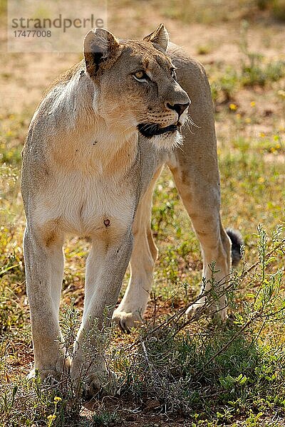 Löwin im Busch (Panthera Leo)  Safari  Madikwe Game Reserve  Südafrika