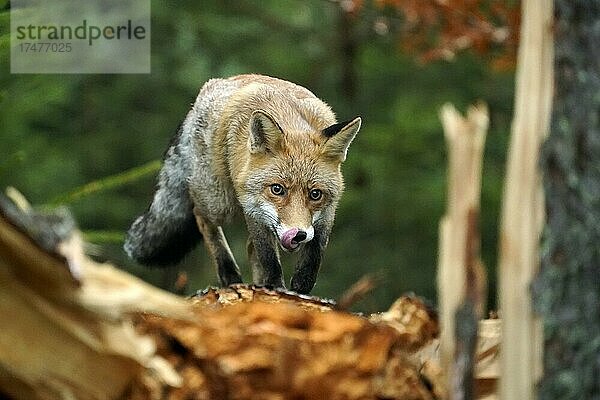 Rotfuchs (Vulpes vulpes) gehend auf einem Baumstamm  Tschechien  Europa