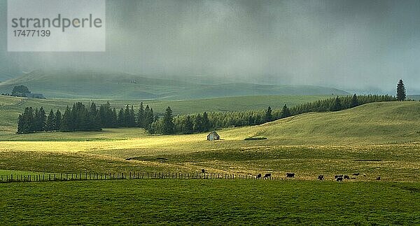 Hochebene von Cezallier im regionalen Naturpark der Vulkane der Auvergne  Departement Puy de Dome  Auvergne-Rhone-Alpes  Frankreich  Europa