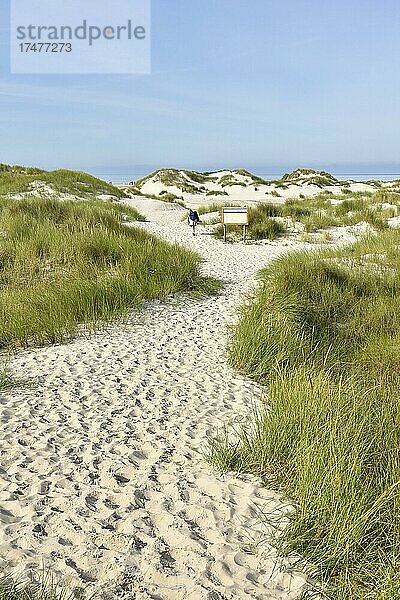 Vordünen am Strandabschnitt Nebel  Amrum  Nordfriesische Insel  Nordfriesland  Schleswig-Holstein  Deutschland  Europa