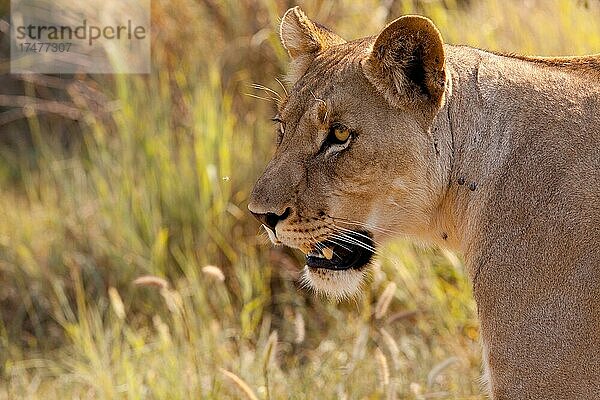 Junge Löwin im Busch (Panthera Leo)  Madikwe Game Reserve  Südafrika