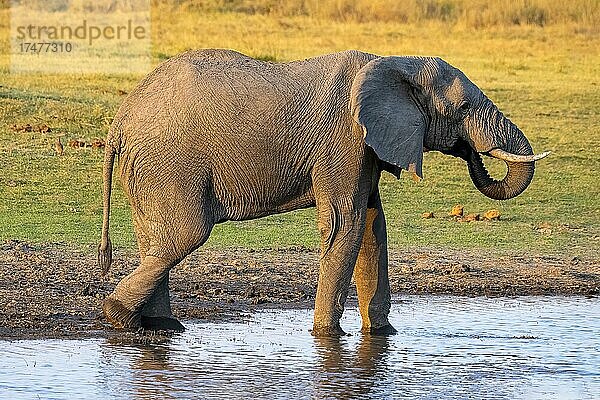 Afrikanischer Buschelefant (Loxodonta africana)  Moremi Game Reserve West  Okavango Delta  Botswana  Afrika