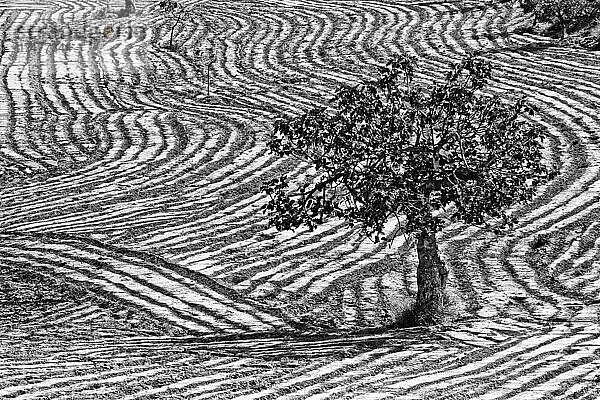 Gepflügtes Feld mit Feigenbaum  Muster in Erde vom pflügen  Landwirtschaft  gepflügtes Feld  einsamer Feigenbaum  Andalusien  Spanien  Europa