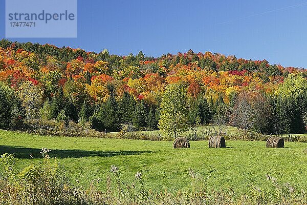 Herbstlandschaft in der Red River Region  Provinz Quebec  Kanada  Nordamerika