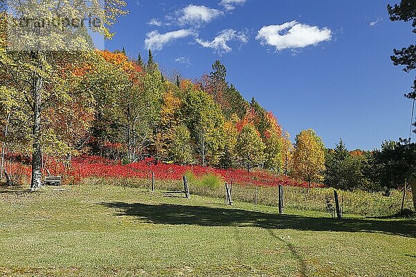 Herbstlandschaft in der Red River Region  Provinz Quebec  Kanada  Nordamerika