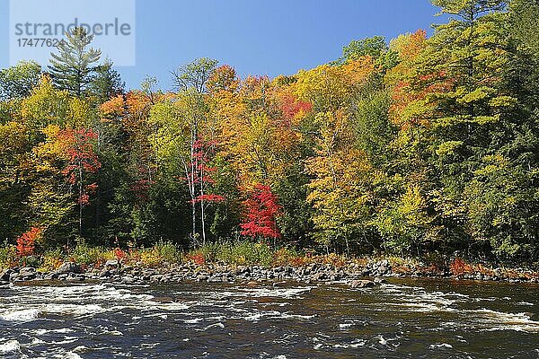 Red River im Herbst  Provinz Quebec  Kanada  Nordamerika